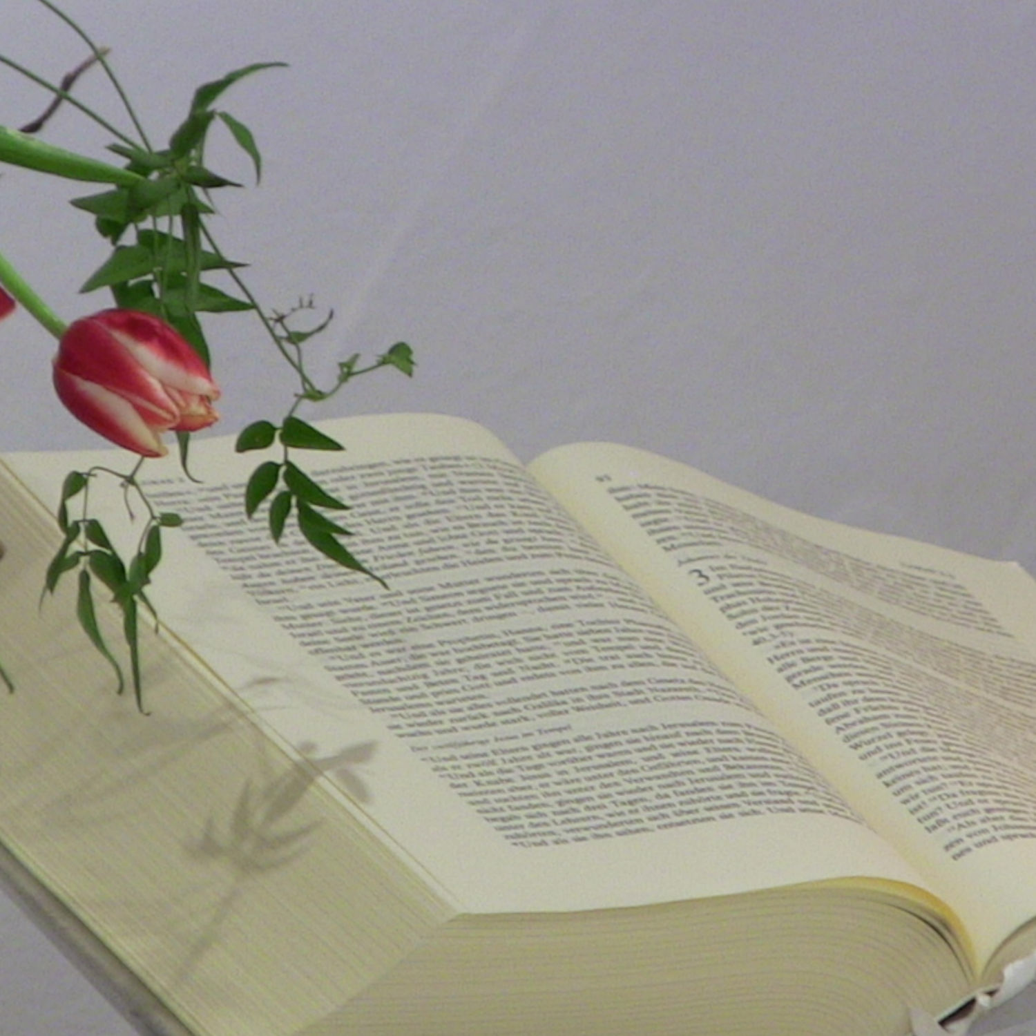 kleineKraft cover art